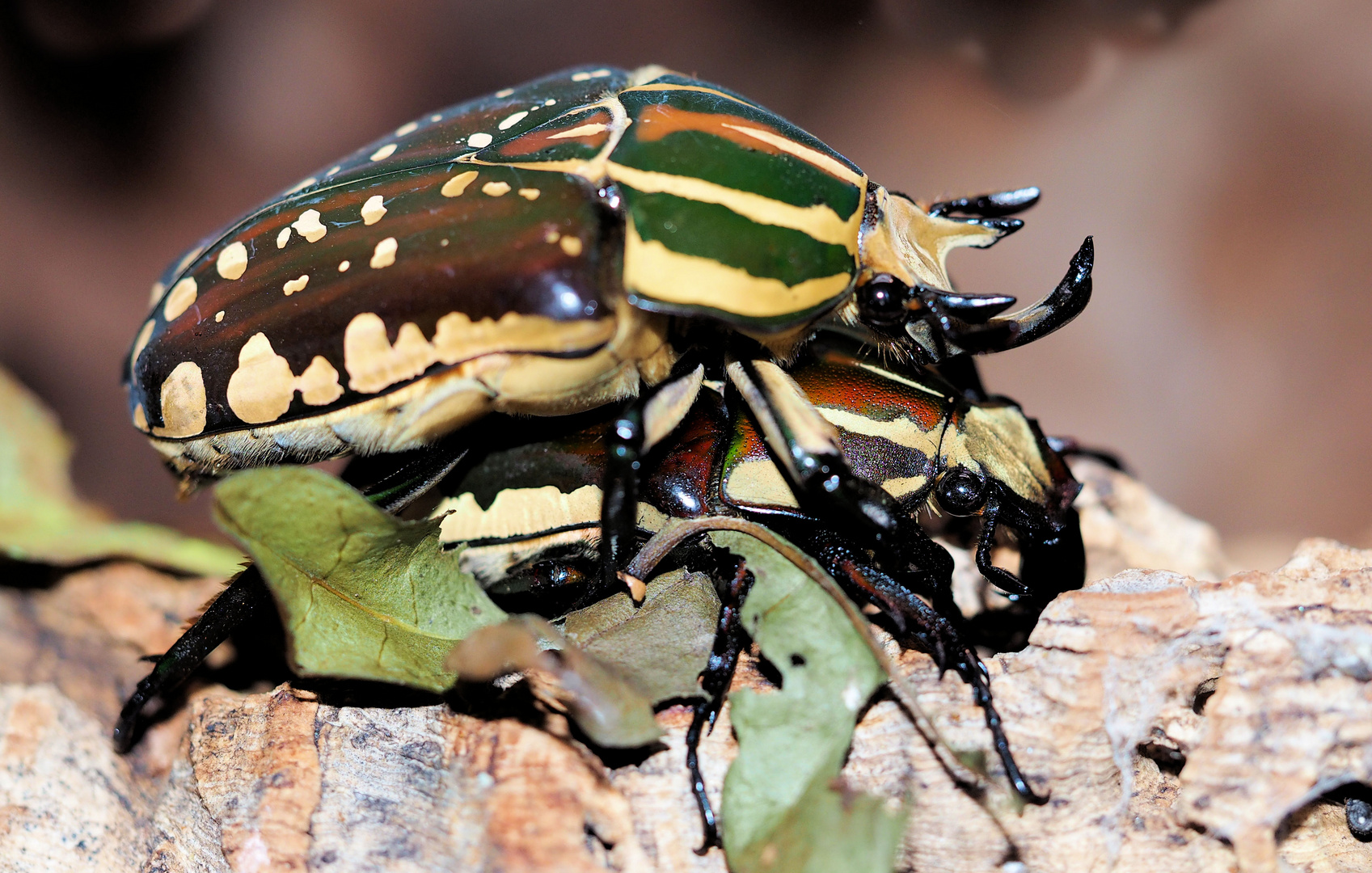 Die neuen Käfer im Terrarium...