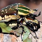 Die neuen Käfer im Terrarium...