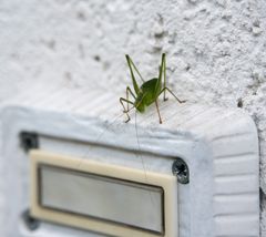 Die neuen Klingelmännchen?