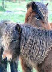 Die neuen "Pony"frisuren 2008