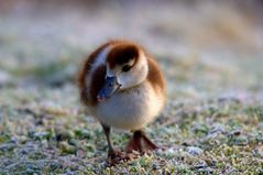 Die neuen Shooting Stars für Tierfotografen sind da