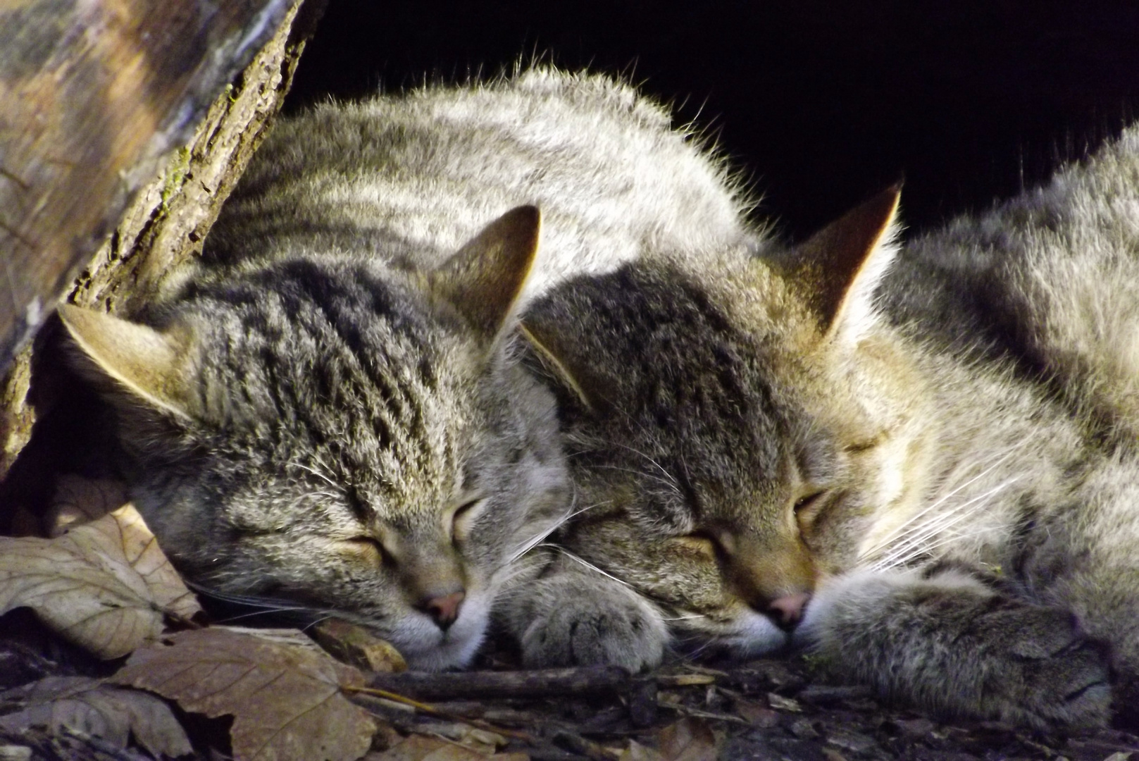 Die neuen Wildkatzen