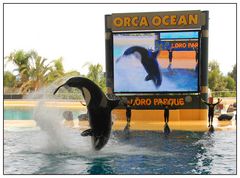 die neueste Attraktion im Loro Parque