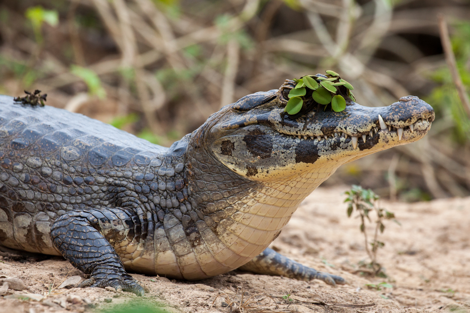 Die neueste Hutmode im Pantanal.