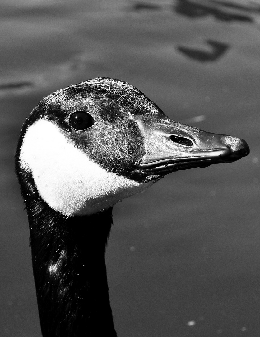 Die neugierige Gans