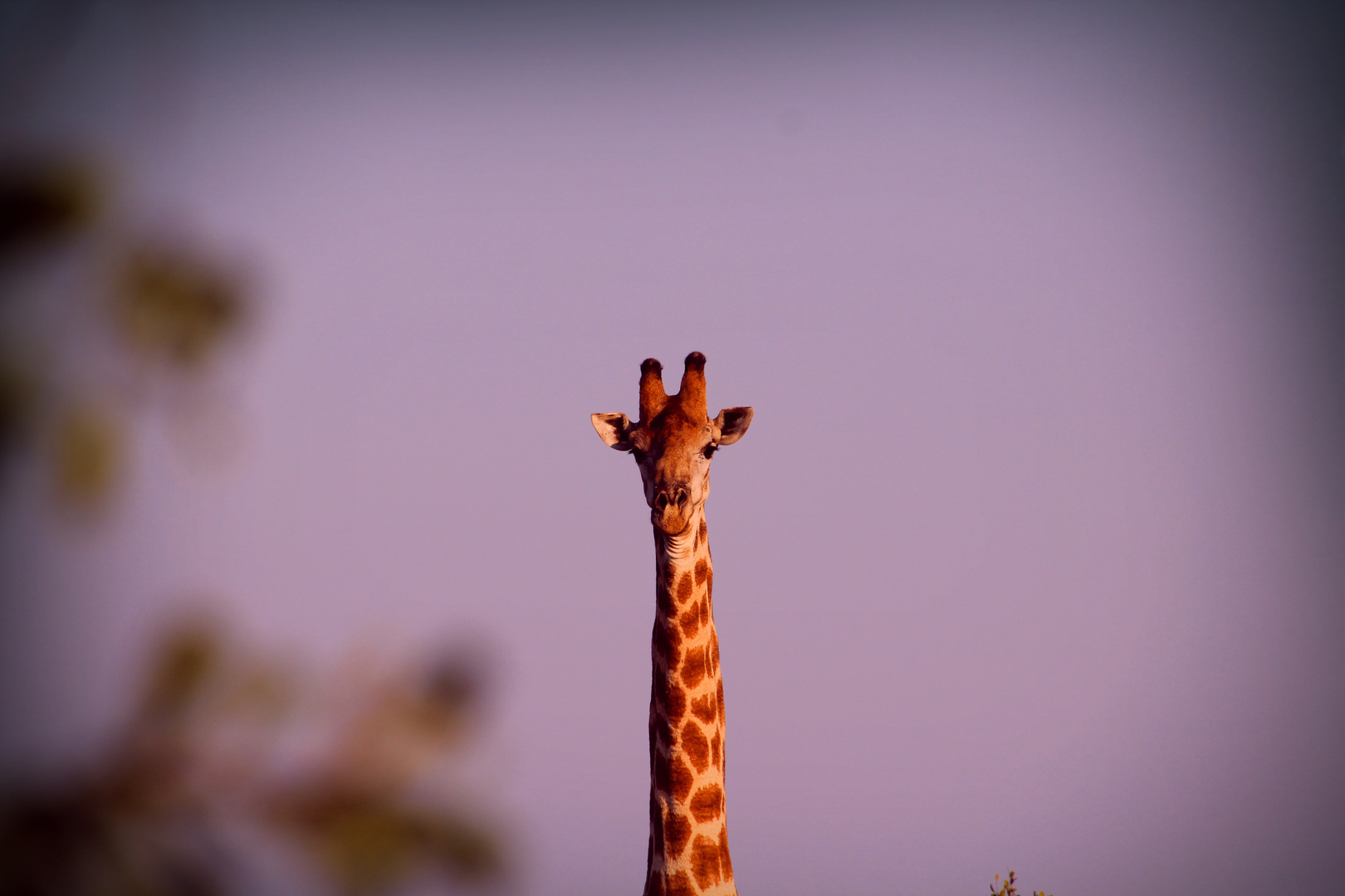 Die neugierige Giraffe