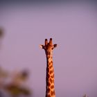 Die neugierige Giraffe