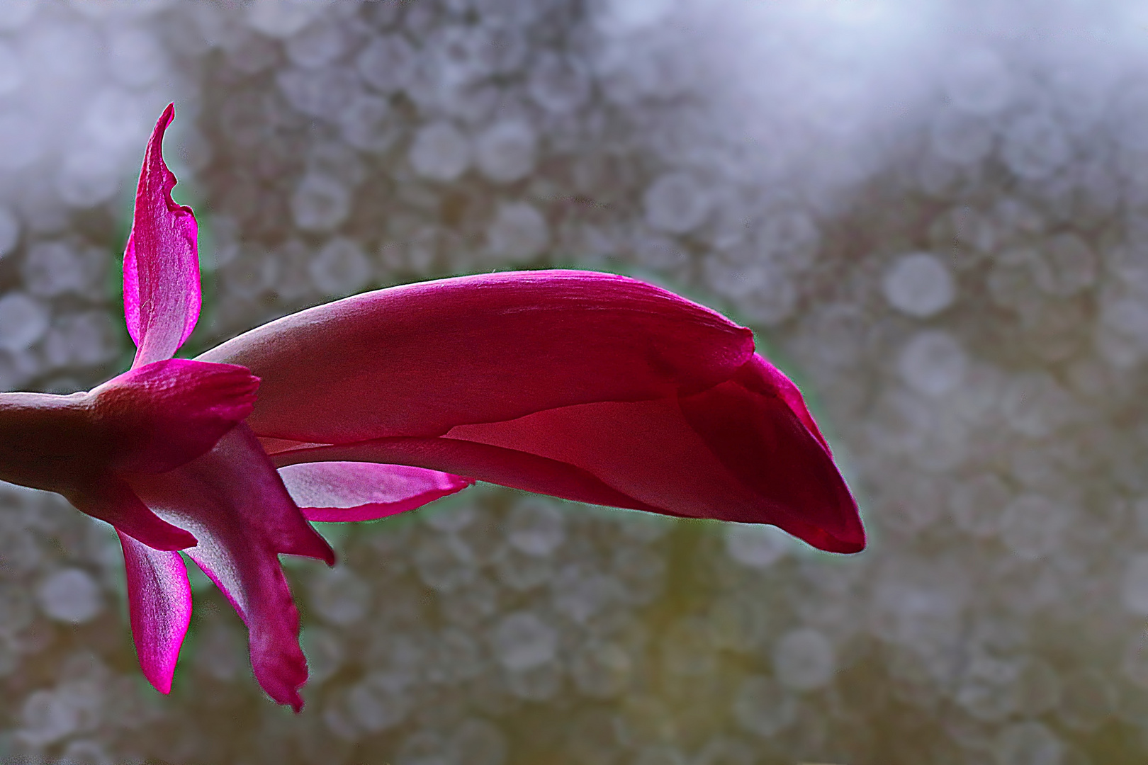 die neugierige Kaktusblüte schaut aus dem verregneten Fenster