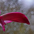 die neugierige Kaktusblüte schaut aus dem verregneten Fenster