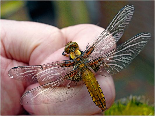 die Neugierige landete auf meiner Hand