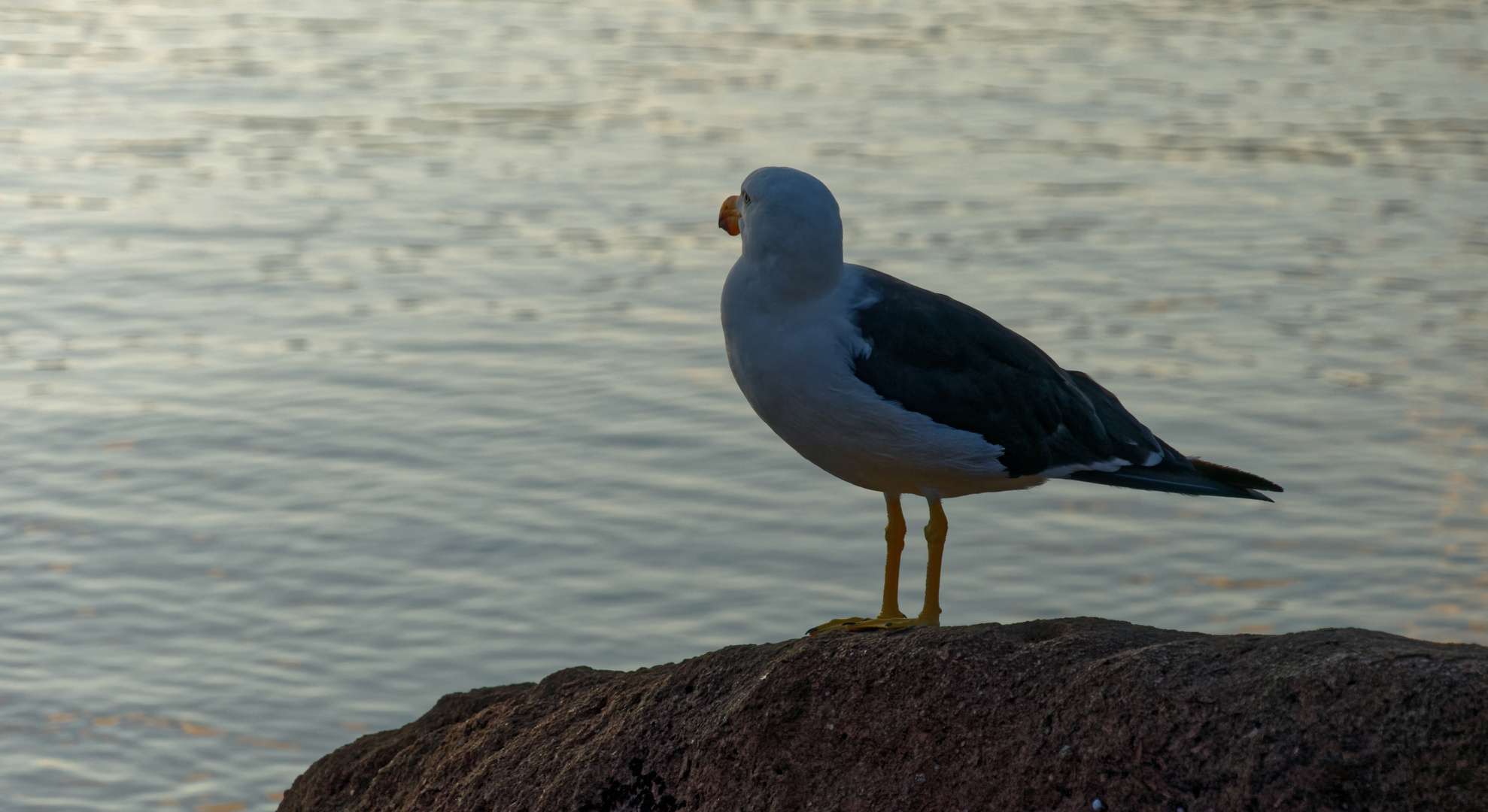 die neugierige Möwe