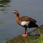 Die neugierige Nilgans