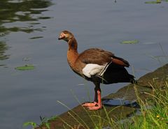 Die neugierige Nilgans