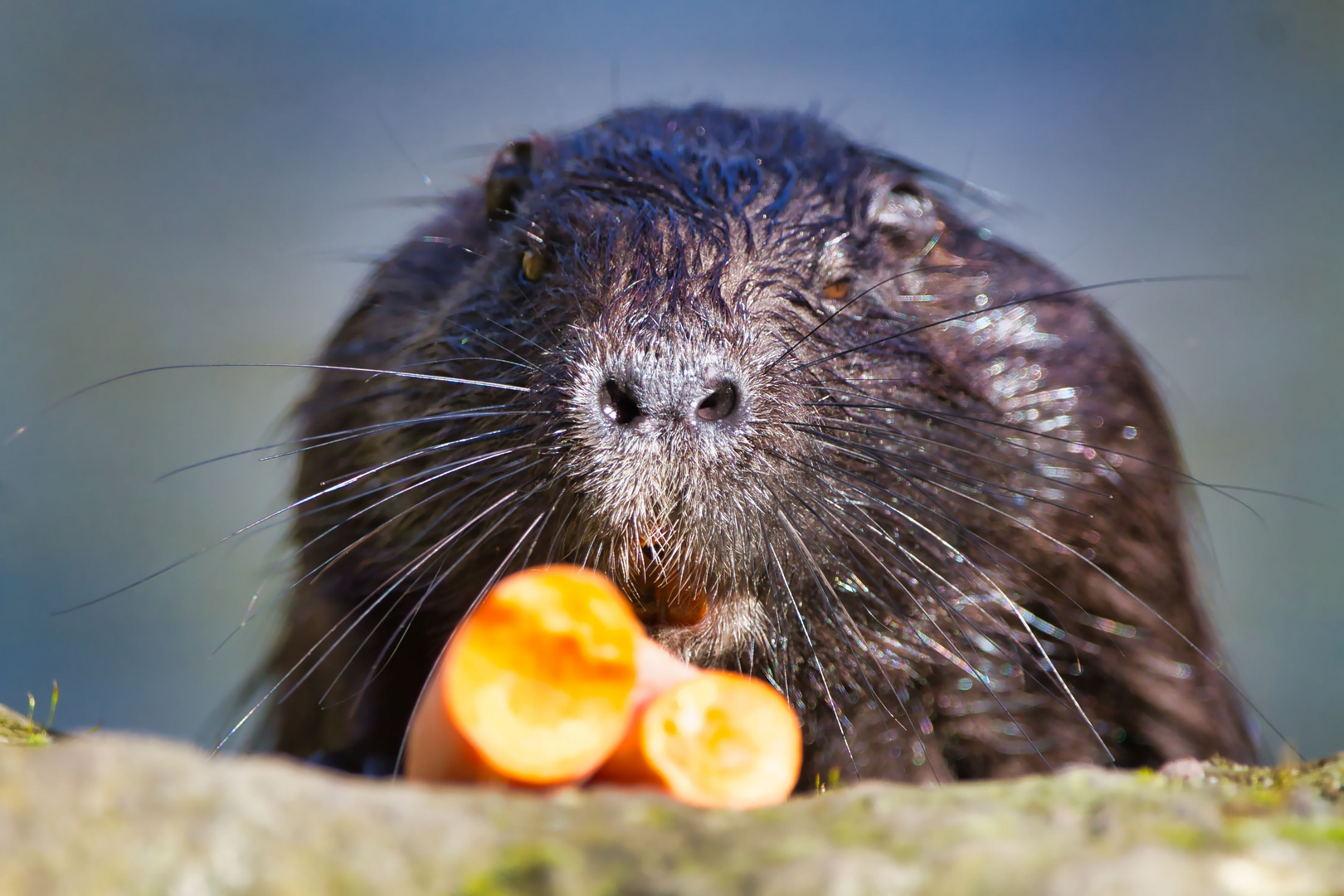 Die neugierige Nutria