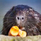 Die neugierige Nutria