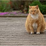 Die neugierige und gleichzeitig interessierte Katze