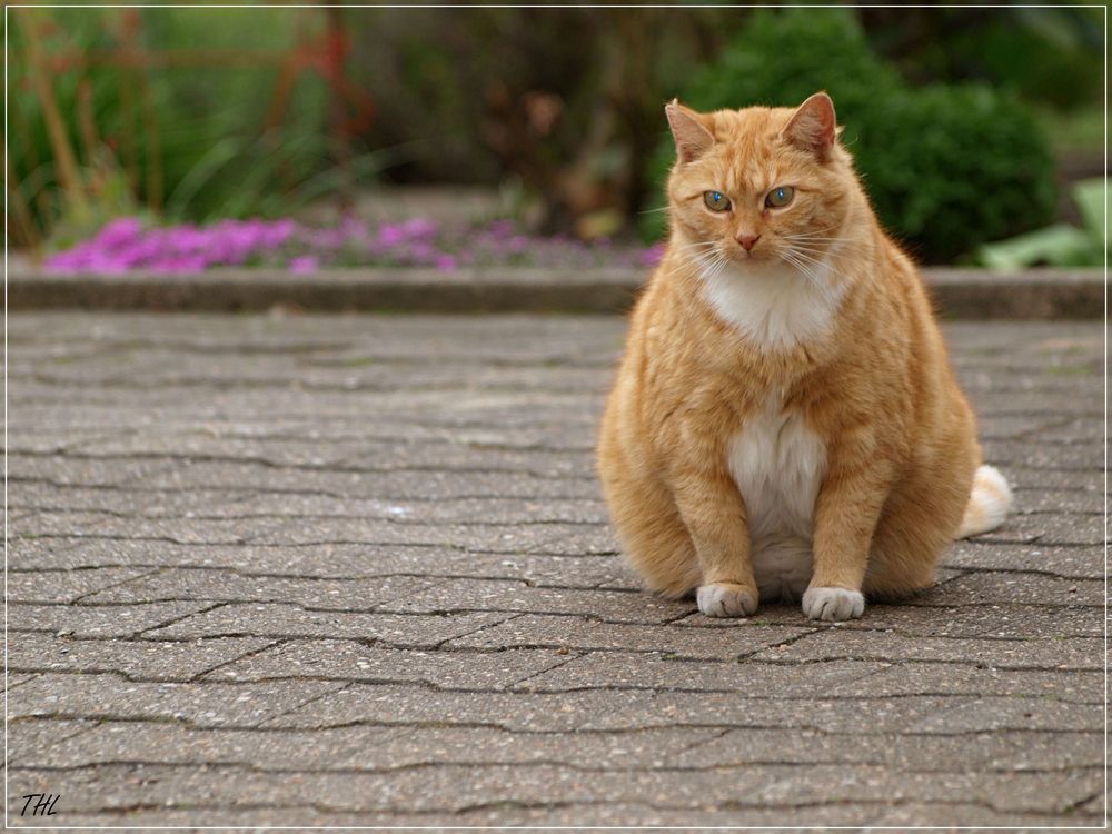 Die neugierige und gleichzeitig interessierte Katze