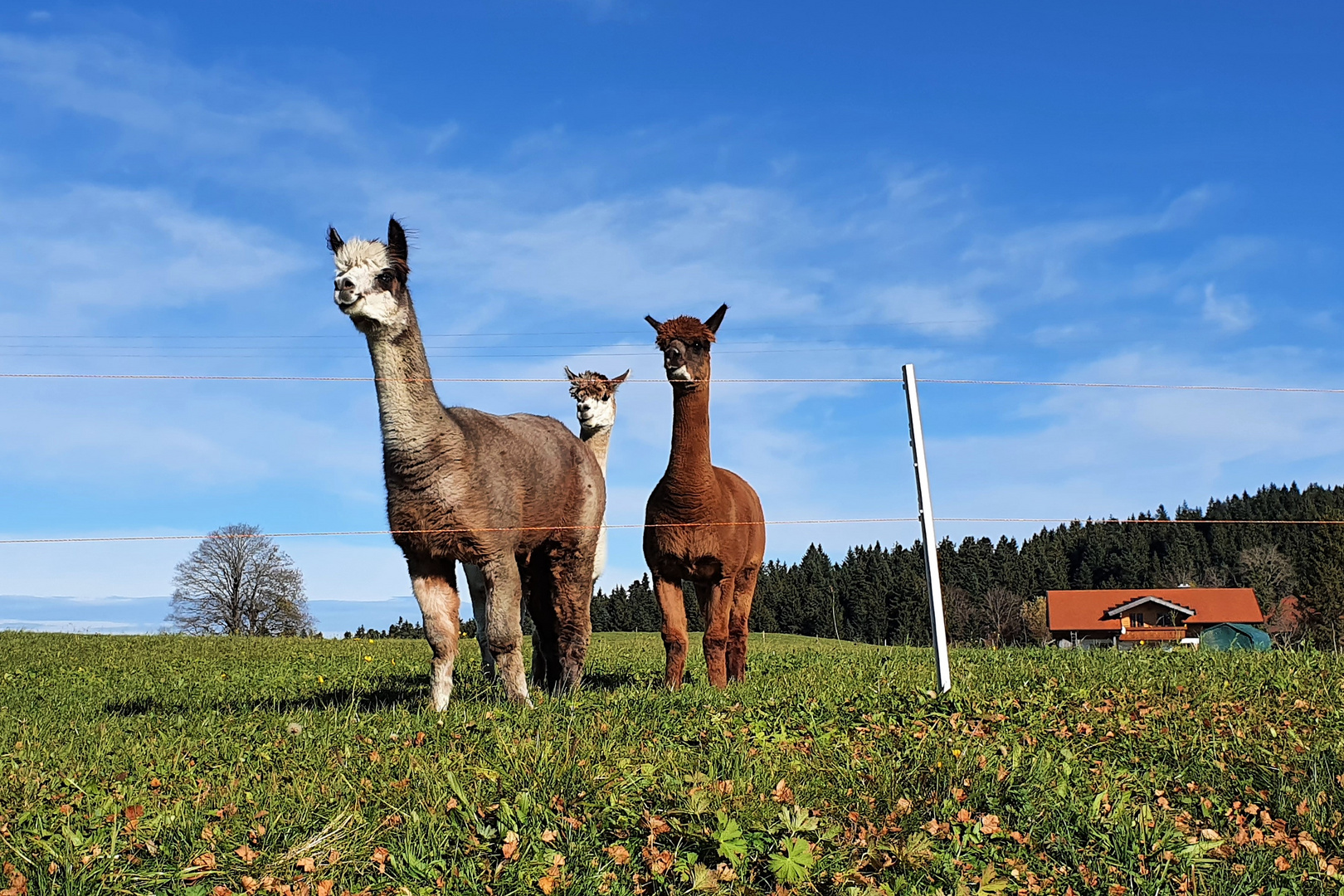 Die neugierigen Alpakas fanden uns zum Grinsen ...