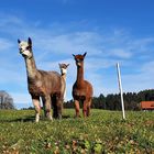 Die neugierigen Alpakas fanden uns zum Grinsen ...