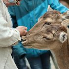 Die Neugierigen