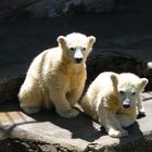 Die neugierigen Eisbärzwillinge