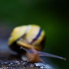 Die Neugirige Schwarzwald - Schnecke