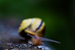 Die Neugirige Schwarzwald - Schnecke