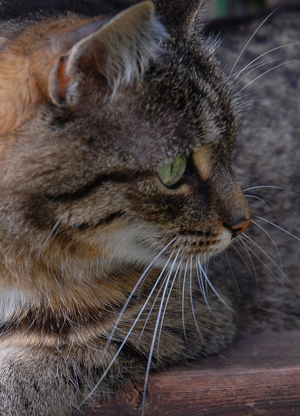 Die neun Leben einer Katze - 01 Aufmerksamkeit