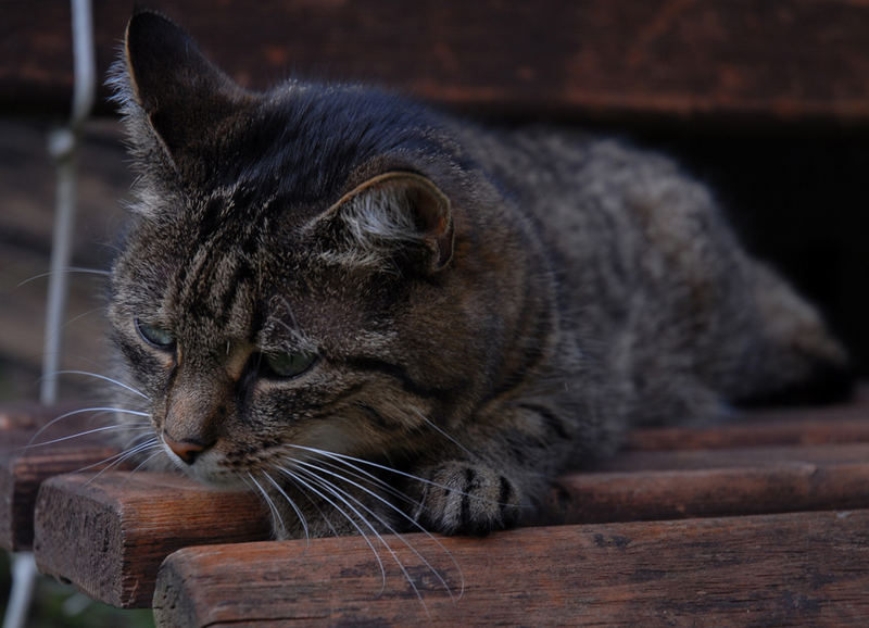 Die neun Leben einer Katze - 02 Mensch, du nervst