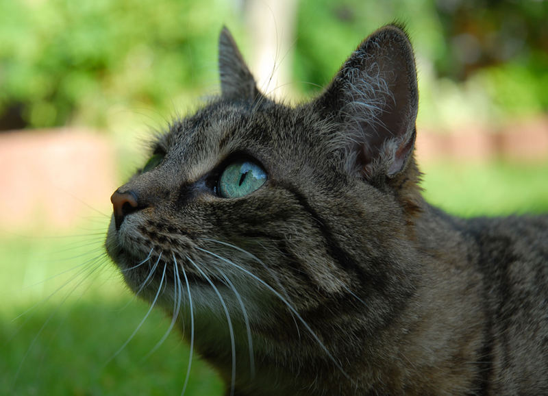 Die neun Leben einer Katze - 03 Spatze schmatze