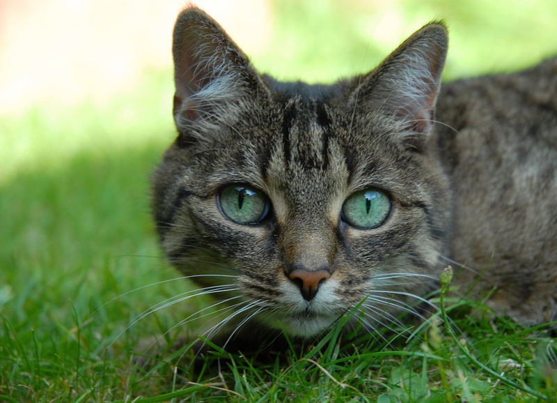 Die neun Leben einer Katze - 04 Den Fotografen immer im (rechten) Auge