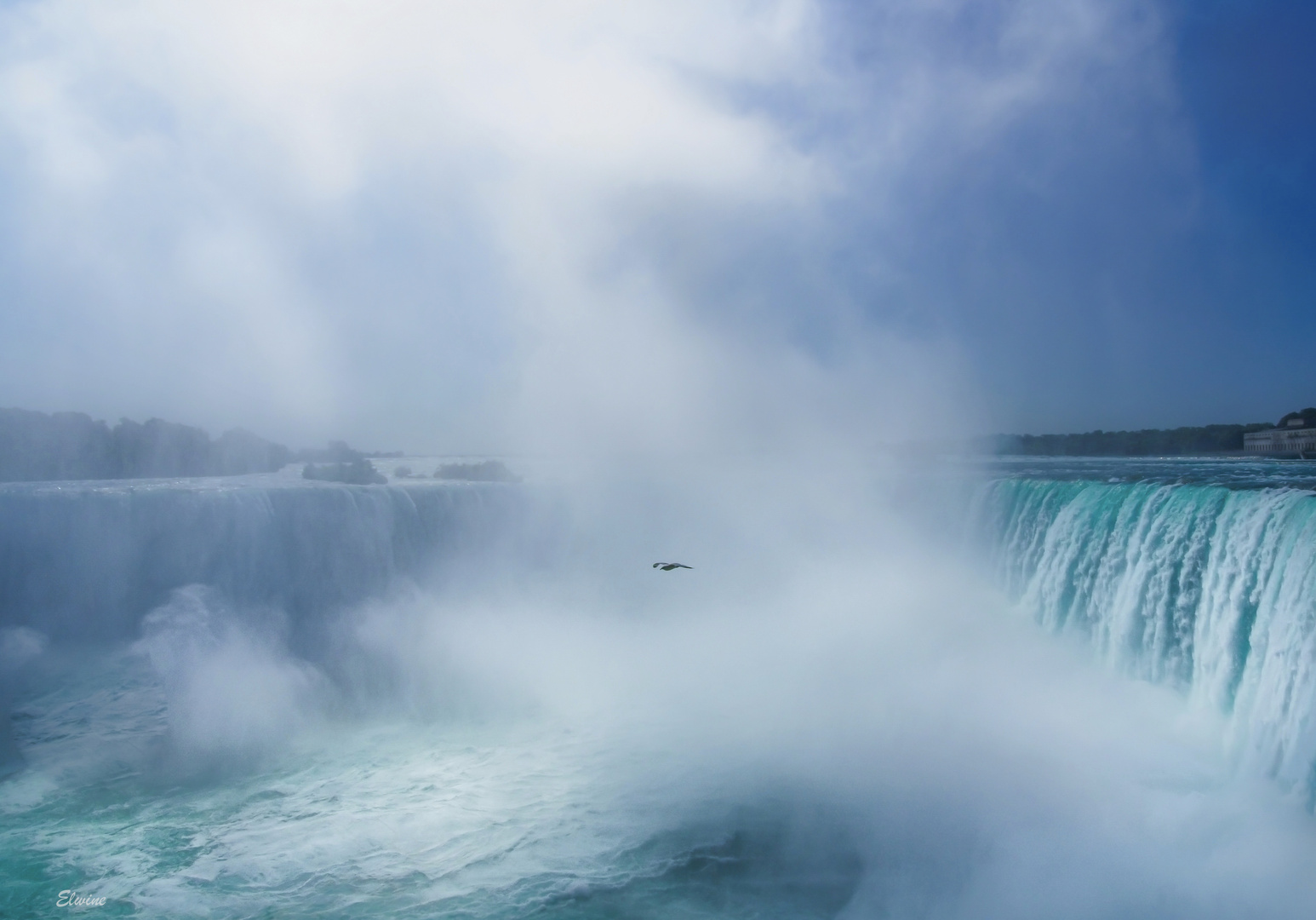 Die "Niagara-Möwe"