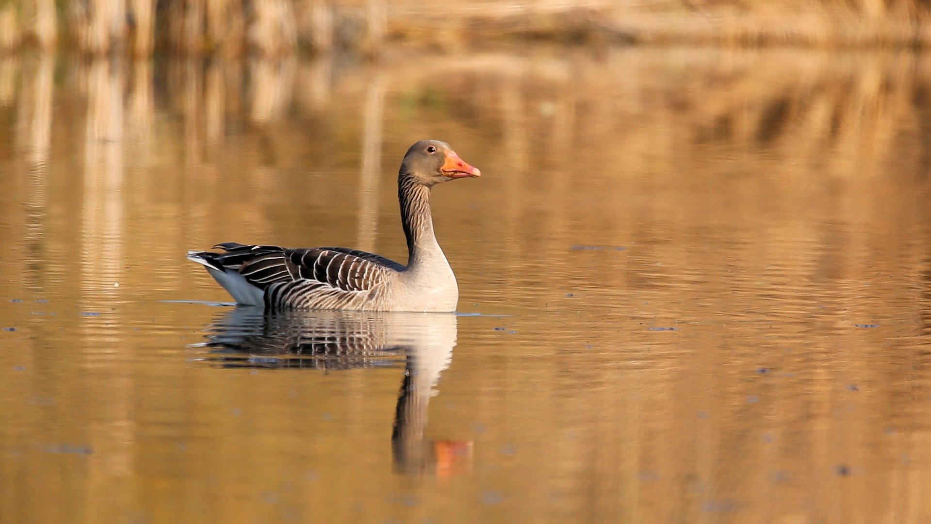 Die nicht ganz goldene Gans..