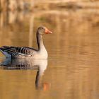 Die nicht ganz goldene Gans..