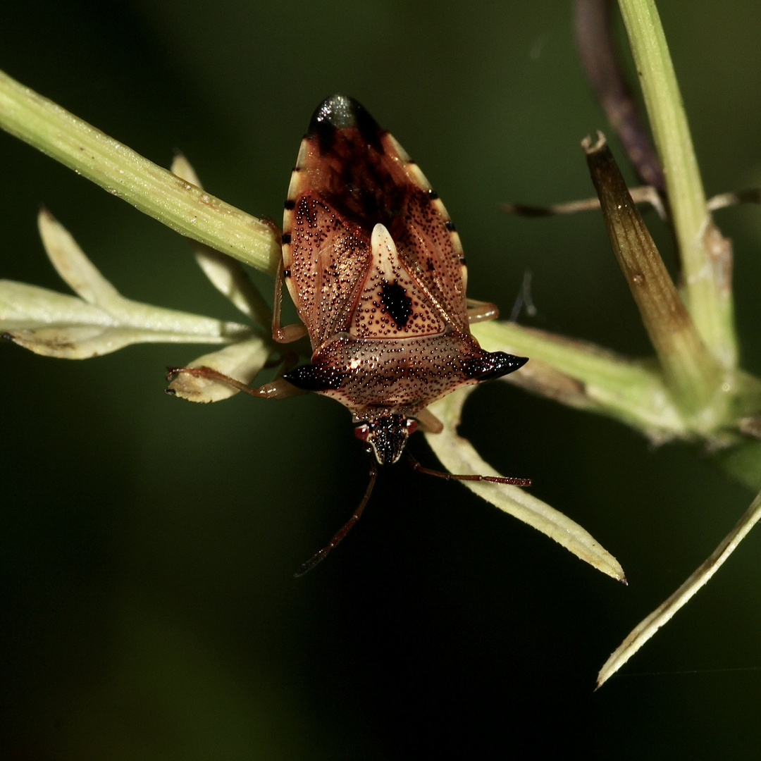 Die nicht häufige Heidelbeerwanze (Elasmucha ferrugata), die zu den Stachelwanzen gehört