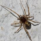 Die nicht häufige Spinne STEATODA TRIANGULOSA, ...