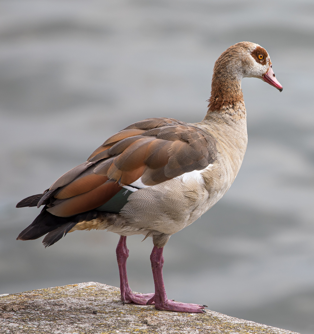 Die nicht-heimische Nilgans