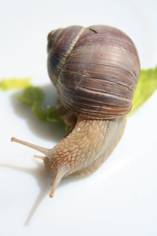 die nicht perfekte schnecke