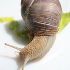 die nicht perfekte schnecke