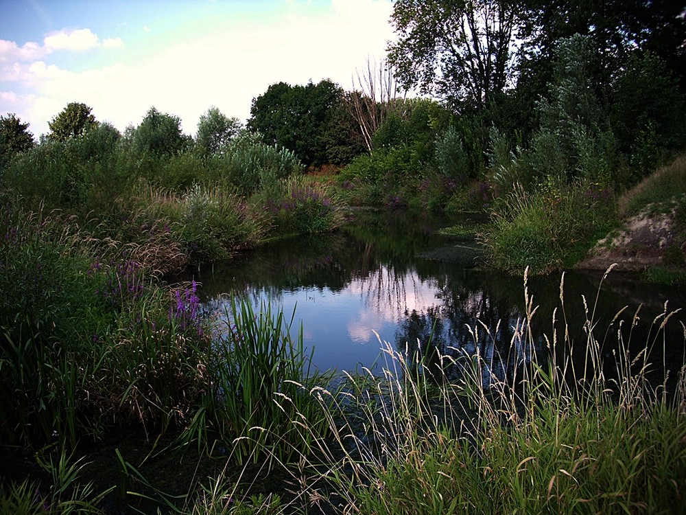Die Nidda 1 Foto & Bild landschaft, bach, fluss & see, flüsse und