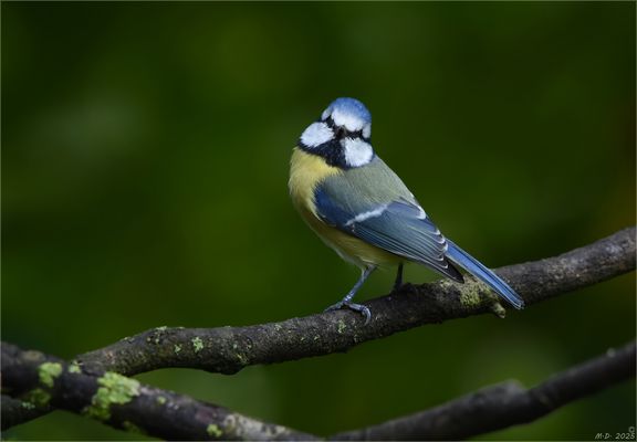 Die niedliche Blaumeise ...