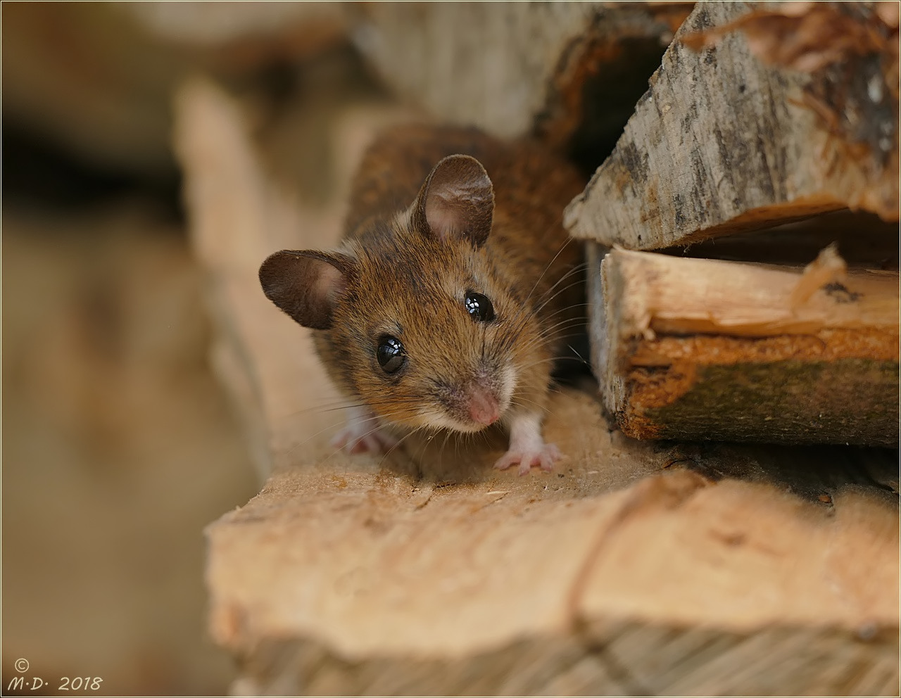 Die niedliche Gelbhalsmausi Foto & Bild tiere