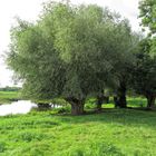 Die Niers an der Clörather Mühle 