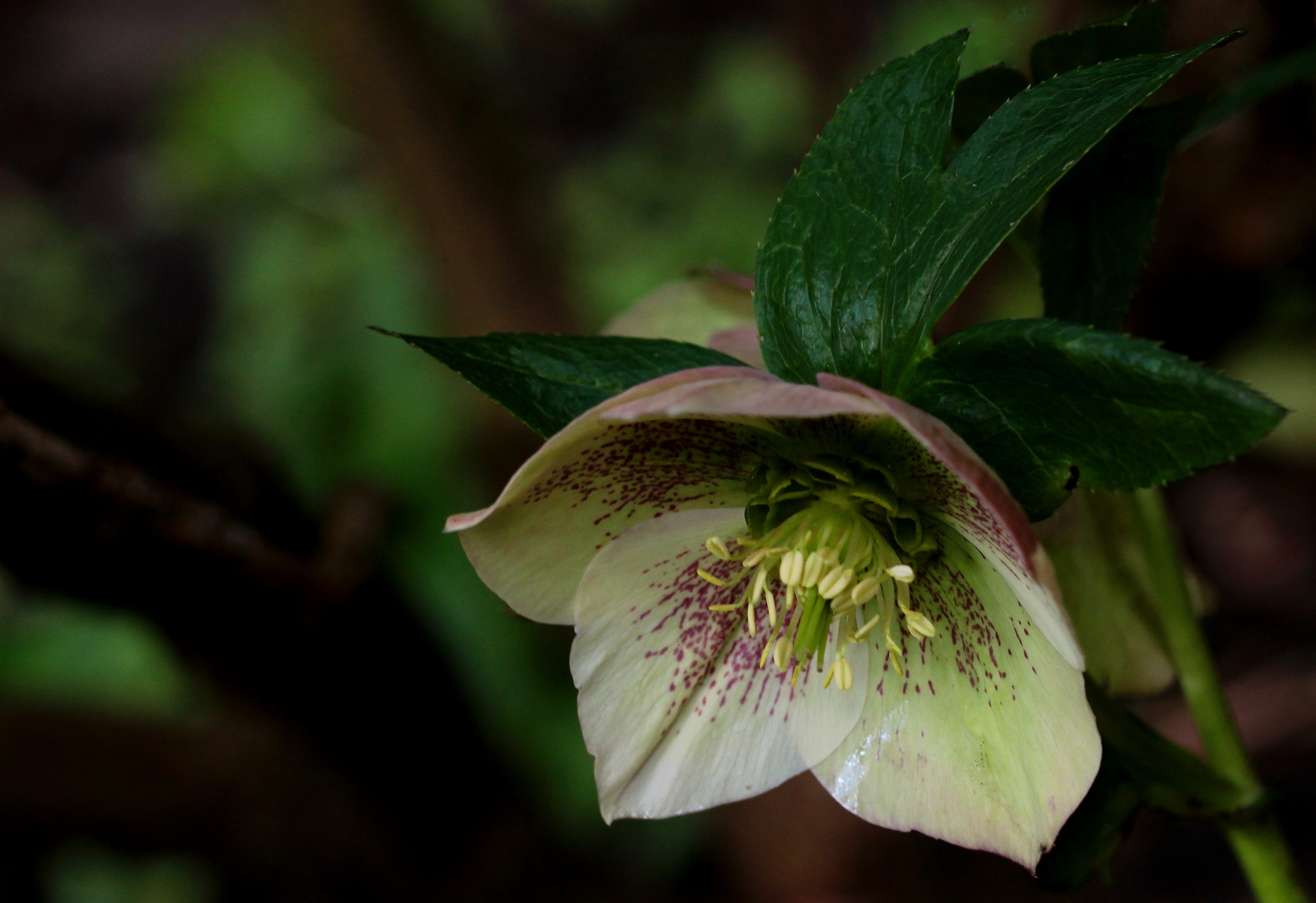 die Nieswurz (Helleborus thibetanus)...