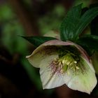 die Nieswurz (Helleborus thibetanus)...