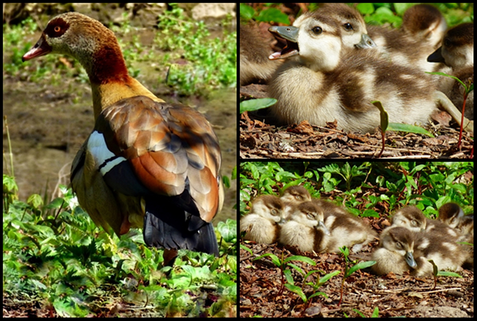 Die Nilgänse . . .