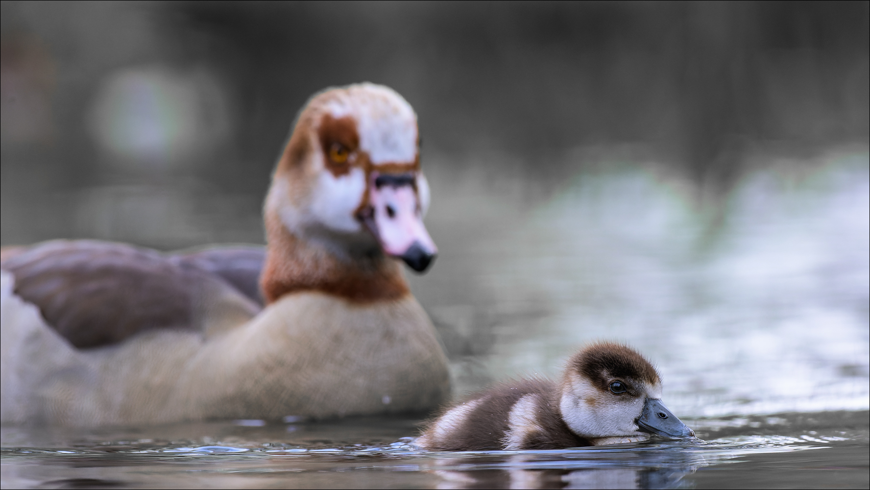 Die Nilgänse