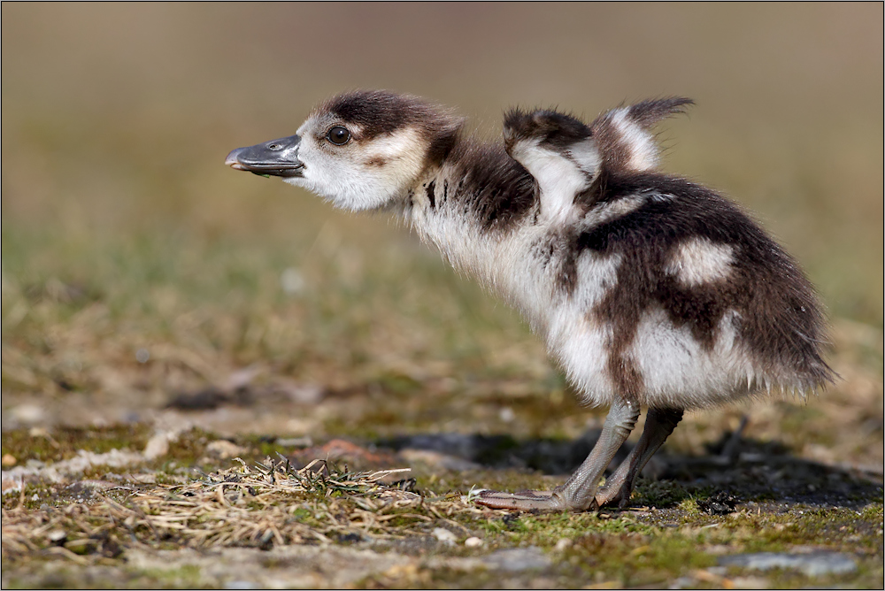 Die Nilgänse....