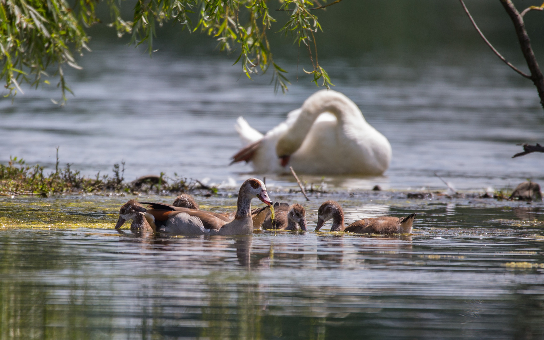 Die Nilgänse