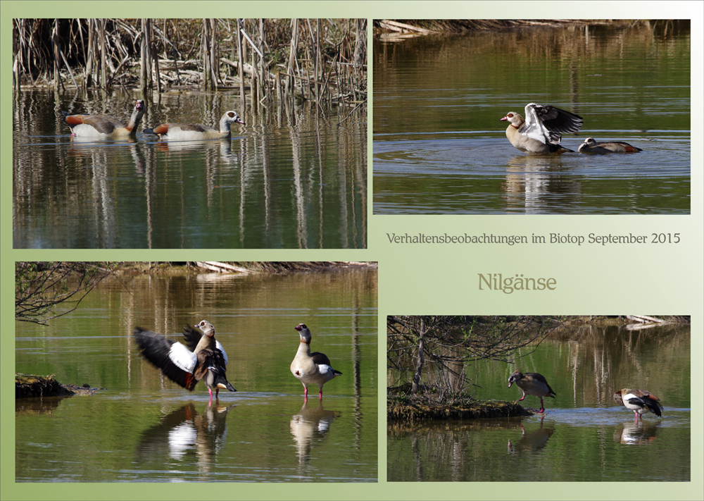 die Nilgänse